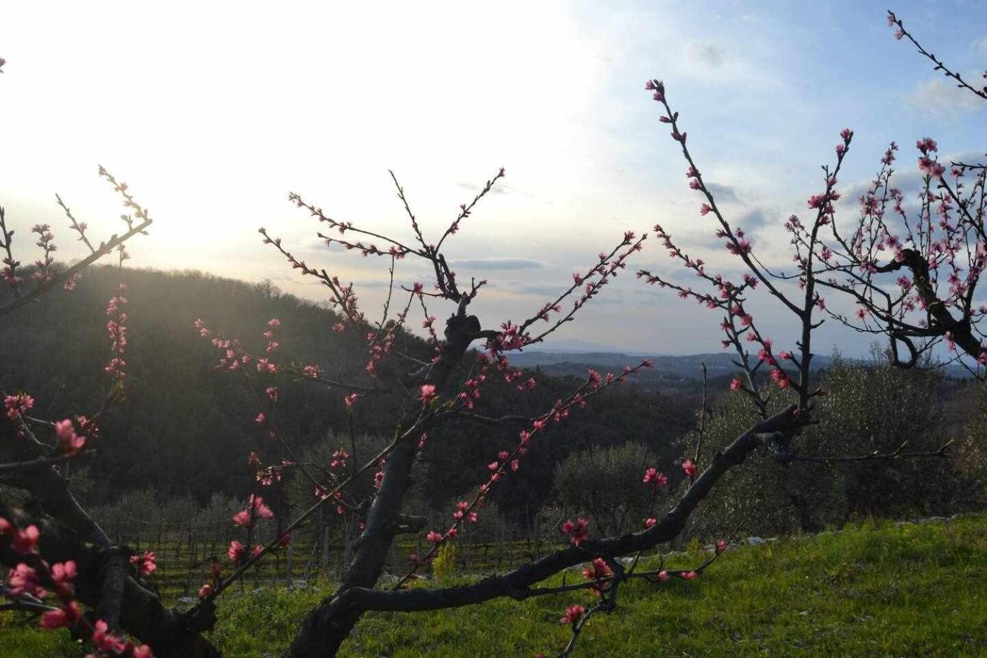 Agriturismo San Silvestro Villa San Donato in Poggio Exterior photo